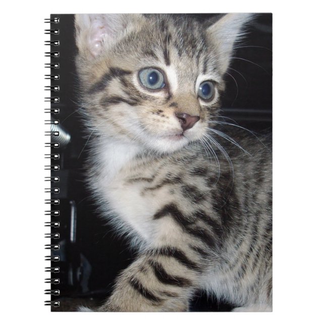 "Störenfried: Die Mischlinge Tabby Kitten Notizblock (Vorderseite)