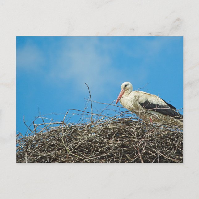 Stork's Nest Postcard Postkarte (Vorderseite)