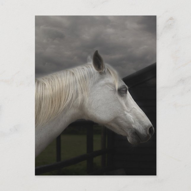 Storm horse postkarte (Vorderseite)