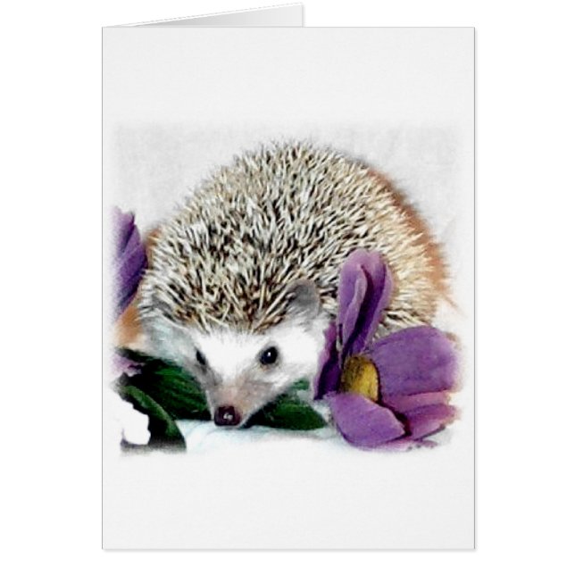 Stormy des Igels (Vorne)