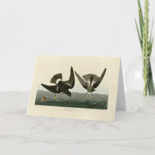 Stormy Petrel von Audubons Vögeln von Amerika Karte