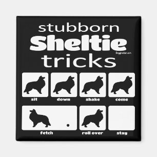 Störrische Sheltie Tricks Magnet