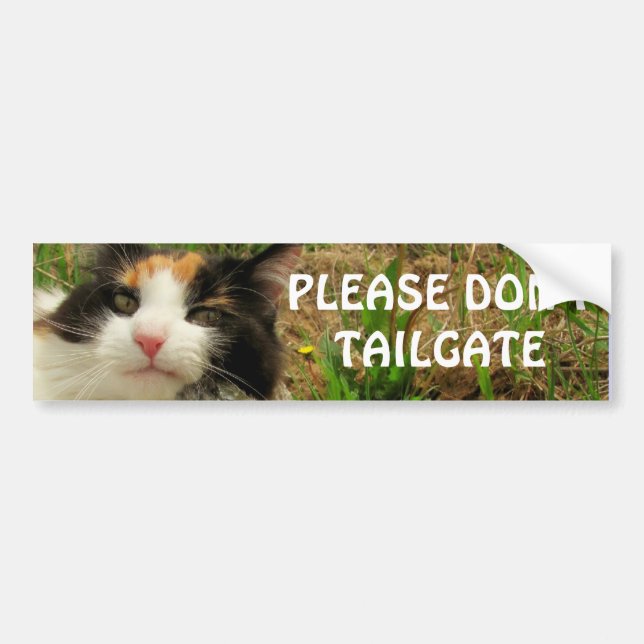 Stoßkatze will ihren Raum Autoaufkleber (Vorne)