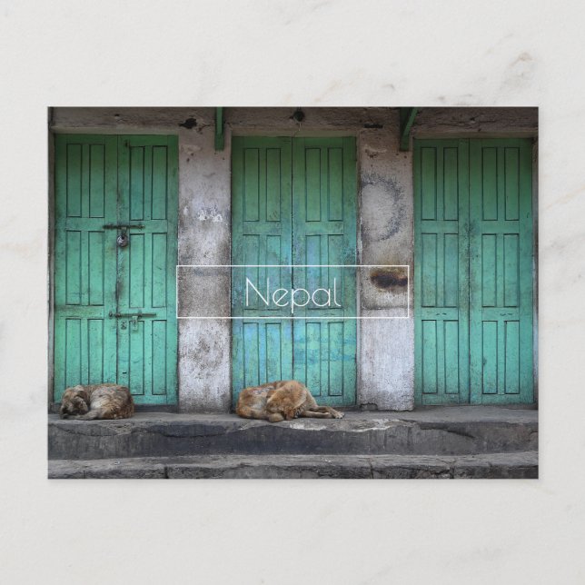 Straffe Hunde vor grünen Türen in Nepal Postkarte (Vorderseite)