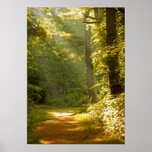 Strahlen des Lichtes im Wald Poster
