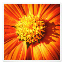 Strahlende orangefarbene Blume Makro-Wandkunst-Dru