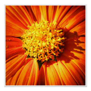 Strahlende orangefarbene Blume Makro-Wandkunst-Dru Poster