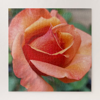 Strahlende Rose – Blütenblätter in Harmonie