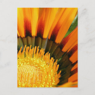 Strahlende Schatzblume Botanisches Foto Postkarte