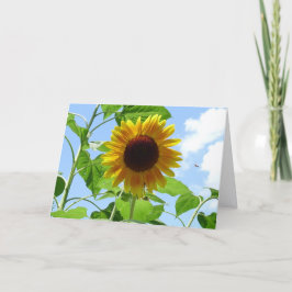 Strahlende Sonnenblume, Provence, Frankreich - Karte