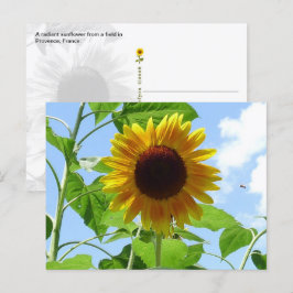 Strahlende Sonnenblume, Provence, Frankreich - Postkarte