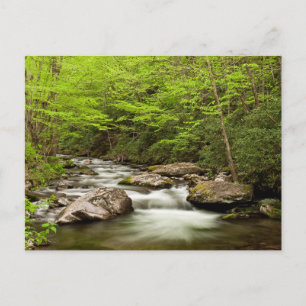 Straight Fork Flows Through Forest Postkarte