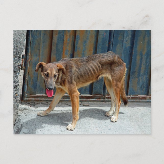 Straight Hund Postkarte (Vorderseite)