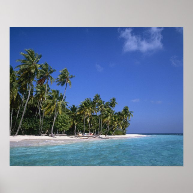 Strand mit Palmen, Malediven Poster (Vorne)