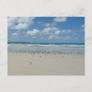Strand mit Seaguls Postkarte
