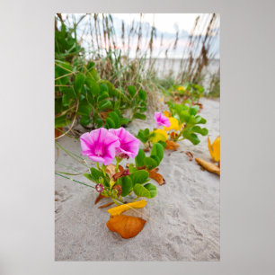 Strand-Prunkwinde (Ipomoea Stolonifera) Poster