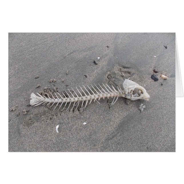 Strand-Skelett (Vorderseite (Horizontal))