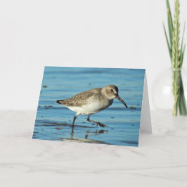 Strand Szene - Dunlin Dankeskarte