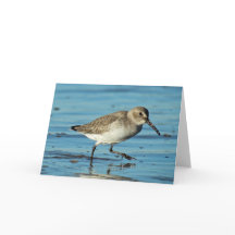 Strand Szene - Dunlin