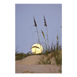 Strandhafer Uniola paniculata) wächst auf Sand Fotodruck