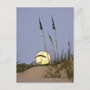 Strandhafer Uniola paniculata) wächst auf Sand Postkarte