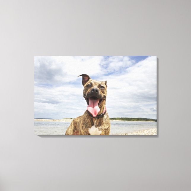 Strandhund Leinwanddruck (Vorderseite)