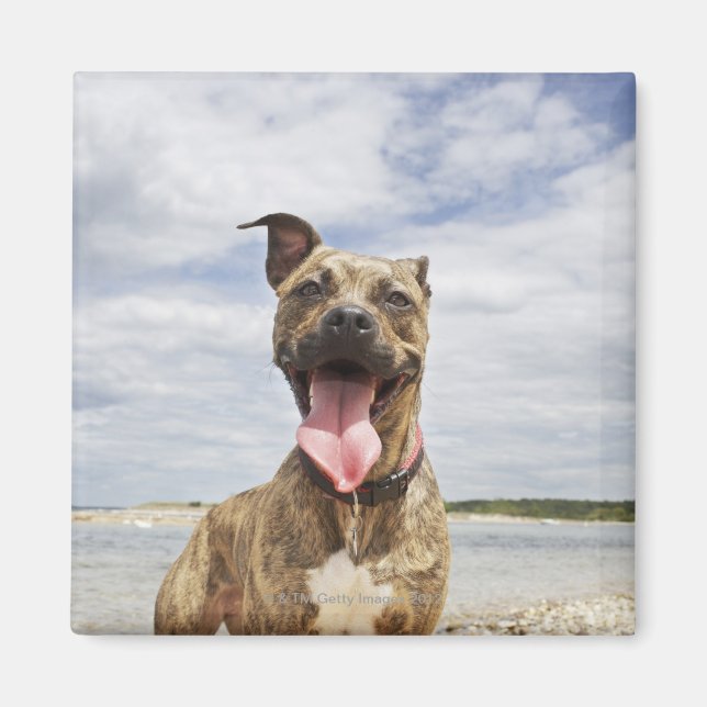 Strandhund Magnet (Vorne)