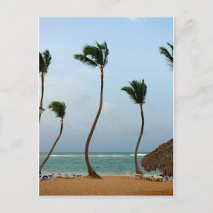 Strandpalme Postkarte