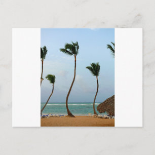 Strandpalme Postkarte