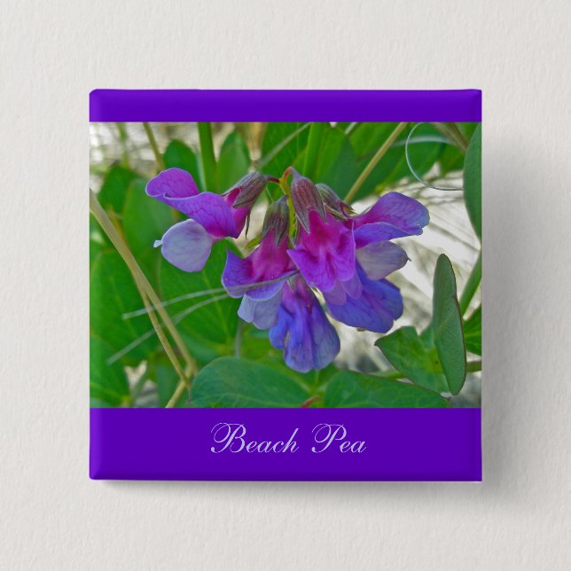Strandpea (Lathyrus maritimus) - Koordinationsgege Button (Vorderseite)