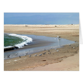 Strandvögel