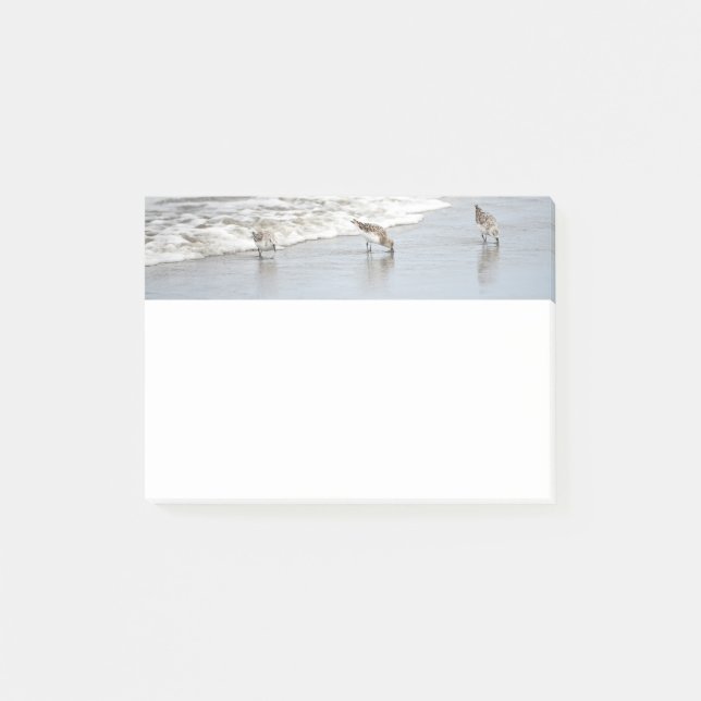 Strandvögel in 4x6-Anmerkungen Post-it Klebezettel (Vorderseite)