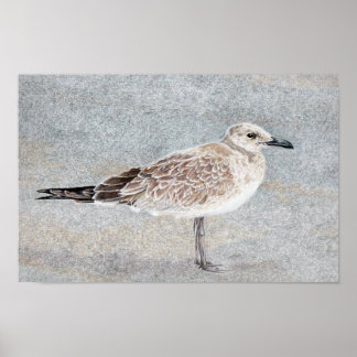 Strandvogel Poster