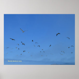 Strandvögel Poster