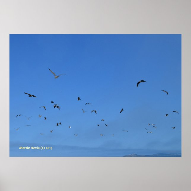 Strandvögel Poster (Vorne)