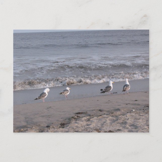 Strandvögel Postkarte (Vorderseite)