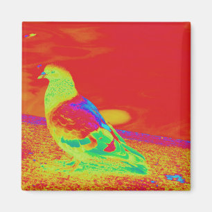 Strange Pigeon Magnet