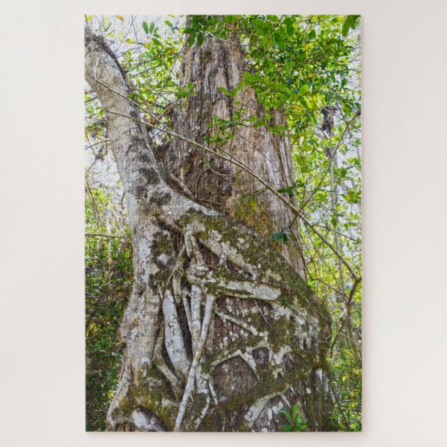 Strangler Fig, Big Cypress National Preserve, FL, (Vertikal)