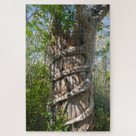 Strangler Fig, Big Cypress National Preserve, FL