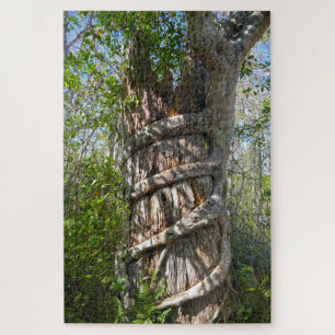 Strangler Fig, Big Cypress National Preserve, FL