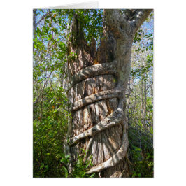 Strangler Fig, Big Cypress Sumpf, Florida