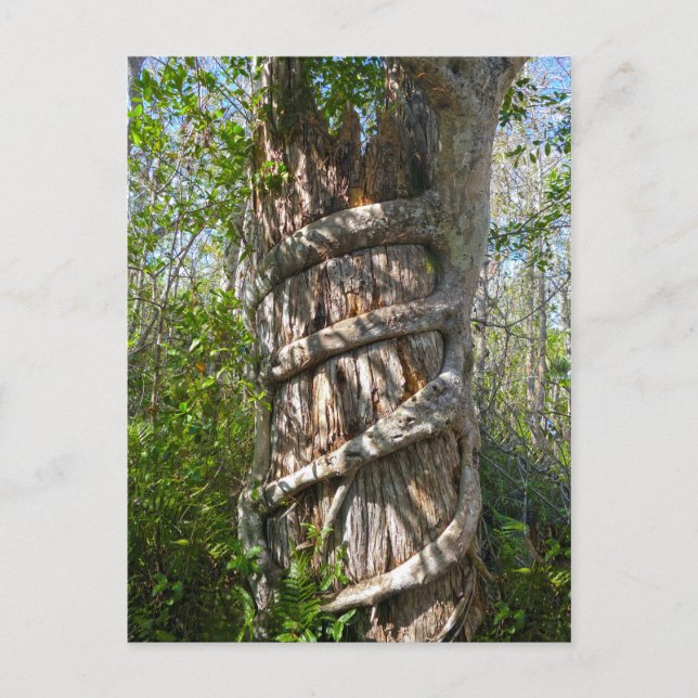 Strangler Fig, Big Cypress Sumpf, Florida Postkarte (Vorderseite)