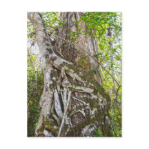 Strangler Fig, Big Cypress Sumpf, Florida