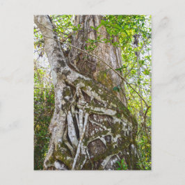 Strangler Fig, Big Cypress Sumpf, Florida Postkarte