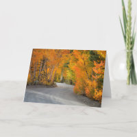 Straße durch Herbst-Espen