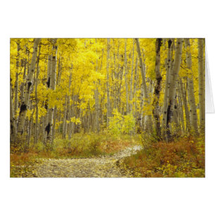 Straße mit Herbstfarben und -aspeln in Kebler 2