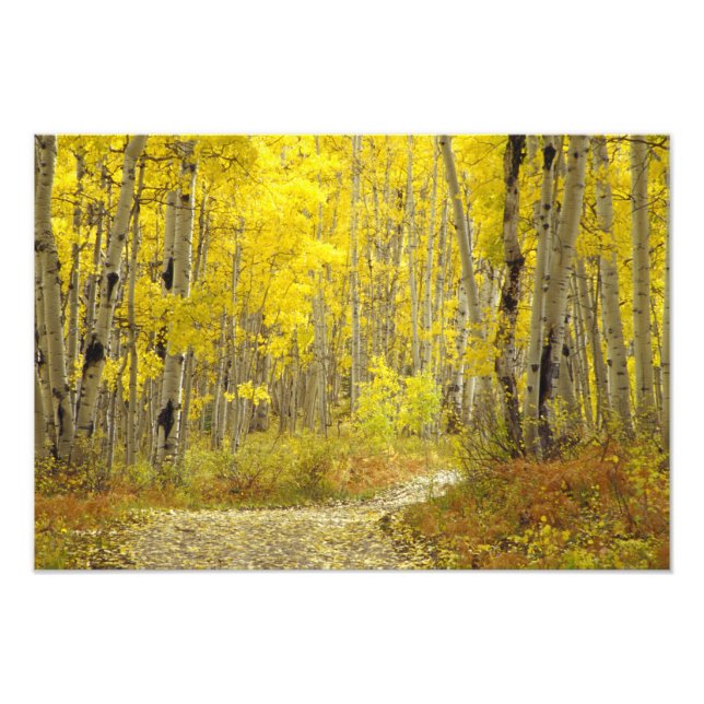 Straße mit Herbstfarben und -aspeln in Kebler 2 Fotodruck (Vorne)