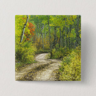 Straße mit Herbstfarben und -aspeln in Kebler Button