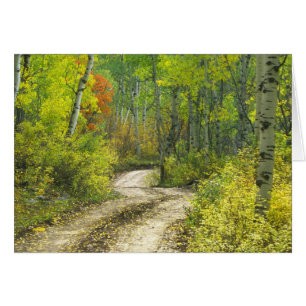 Straße mit Herbstfarben und Espen in Kebler