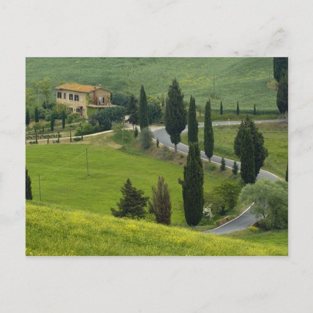 Straße von Pienza nach Montepulciano 2 Postkarte (Vorderseite)